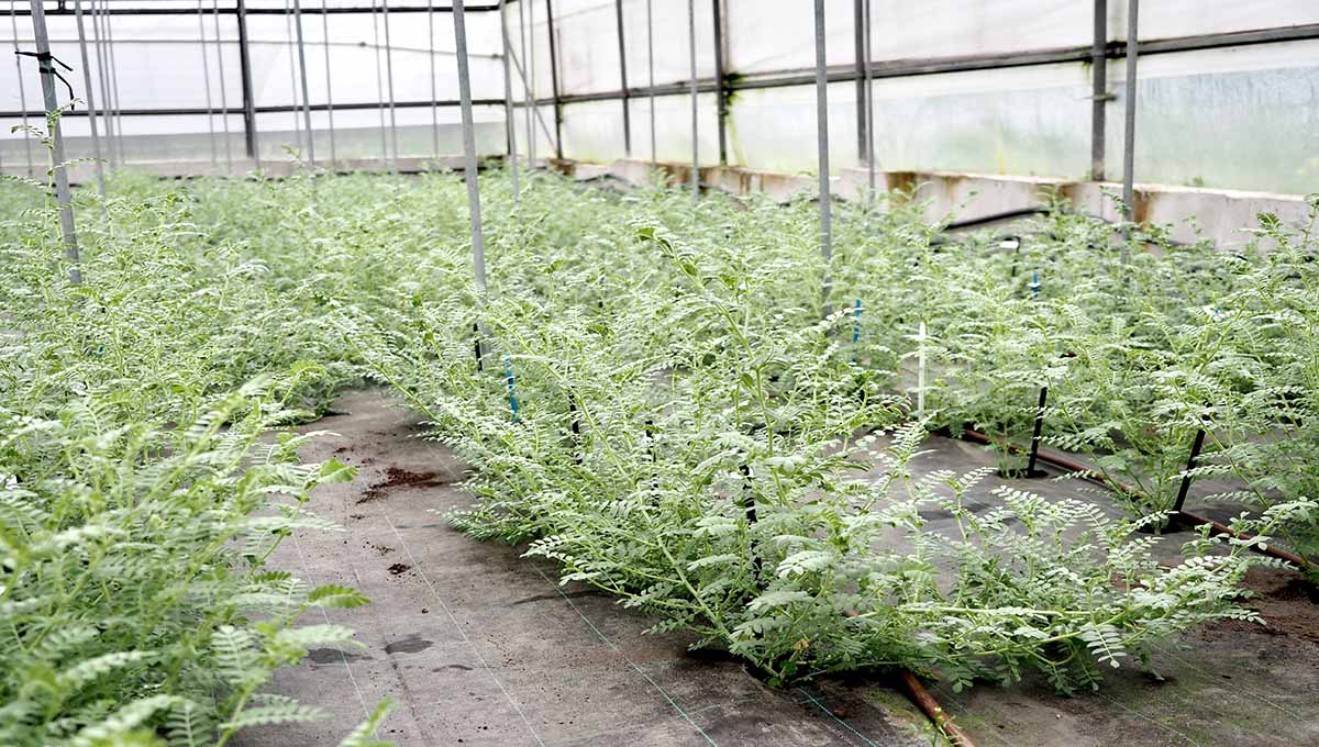 Ensaio con garavanzos