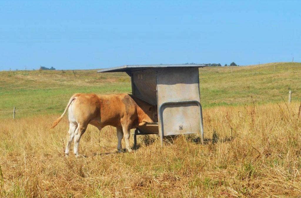 Acabado-de-becerros-xa-destetados-nunha-parcela-acoutada-con-comedeiro-para-penso. Foto: CIAM
