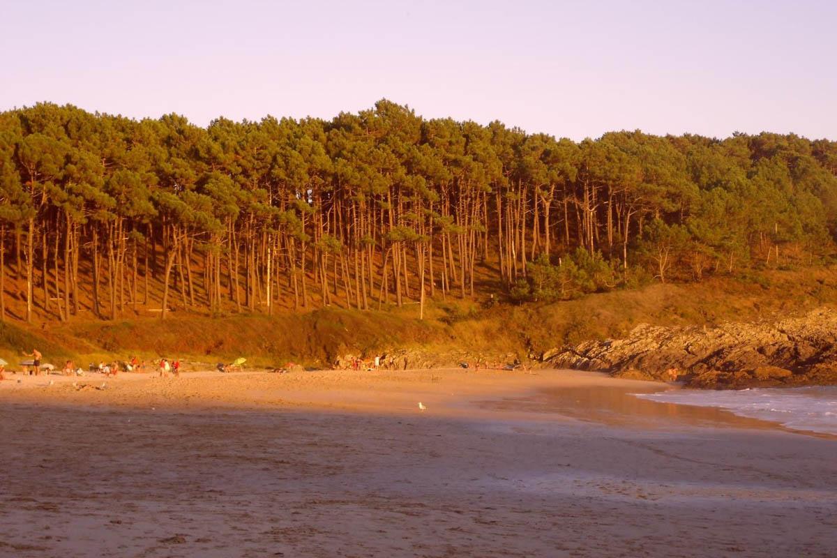 Os materiais xenéticos da franxa atlántica galega demostráronse superiores ós do interior. Na imaxe, piñeiral da praia de Melide (O Hío, Cangas).