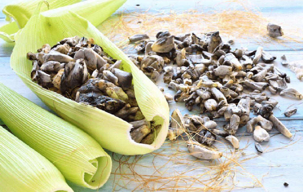 Dous cursos de innovación alimentaria no Campus Terra: huitlacoche e control de patóxenos